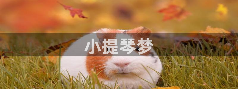 电影在线看 神马