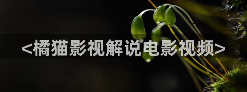 神马影院选：<橘猫影视解说电影视频>